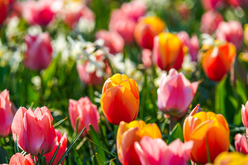 Bunte Tulpen im Frühling
