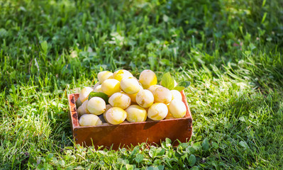 Fresh yellow plums. Ripe fruits in a wooden box on green summer grass in a garden