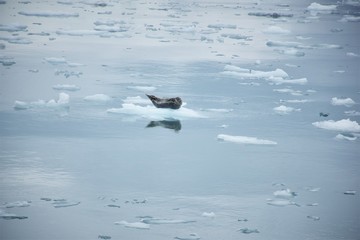 Harbour Seal at Whittier Glacier, AK