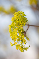 Branches of spring flowers of the Norway Maple. Blooming Norway Maple, Acer platanoides, flowers with blurred background macro