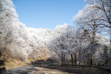 Obraz na płótnie Canvas Frozen Forest at Fruska Gora Mountain near Novi Sad