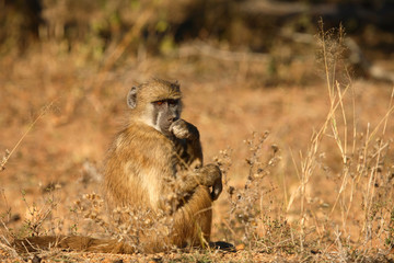 Bärenpavian / Chacma Baboon / Papio ursinus.