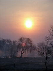 Beautiful sunset landscape with the willow trees near the lake. Trees in the haze.