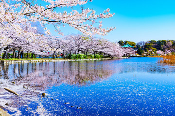 Spring Ueno park in Tokyo Japan