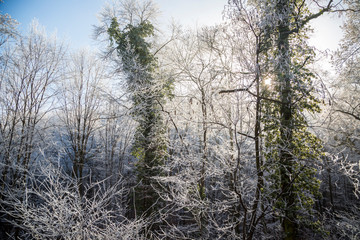 Fototapeta na wymiar Frozen Forest at Fruska Gora Mountain near Novi Sad