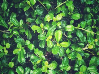 background of green leaves