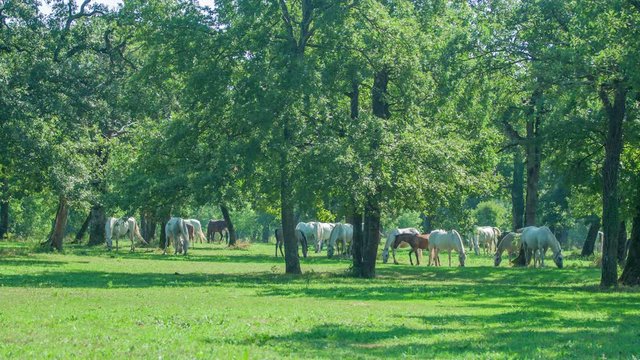 We can see a huge resort and there are many Lipizzaners outside. The day is nice and sunny.