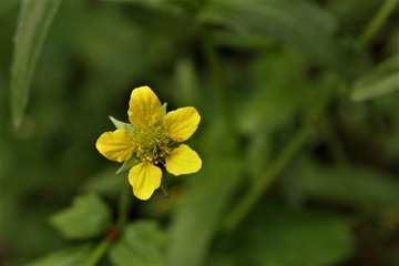 Obraz premium Yellow flower