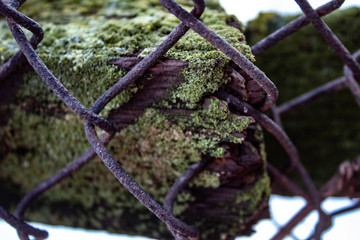 A rusty chain-link fence on the background of moss