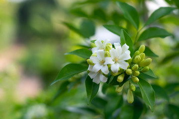  White flower in the natural background beautiful.Orange jasmine