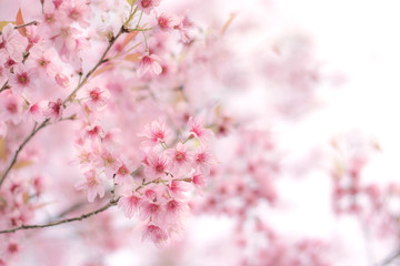 Fototapeta premium Close up of sakura flower , cherry blossom, as a background with copy space with pastel tone
