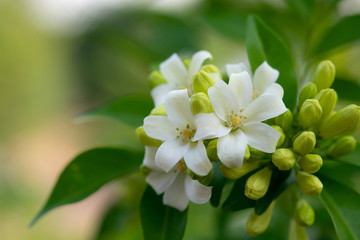  White flower in the natural background beautiful.Orange jasmine