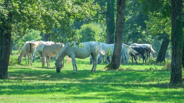 Gorgeous Lipizzaner horses are outside. They look peaceful and calm and are eating grass.
