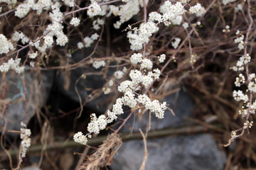 Des fleurs et des branches en Wallonie