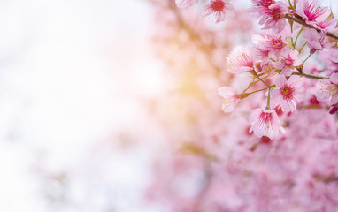 Close up of sakura flower , cherry blossom, as a background with copy space with pastel tone