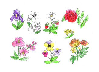 Hand drawn set of different garden flowers
