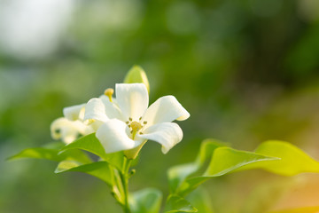  White flower in the natural background beautiful.Orange jasmine