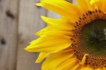 Naklejka premium Sunflower