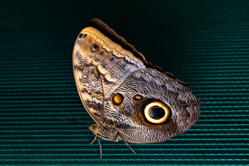 Fototapeta premium Blue Morpho Butterfly Perched on netting. Beauty of nature