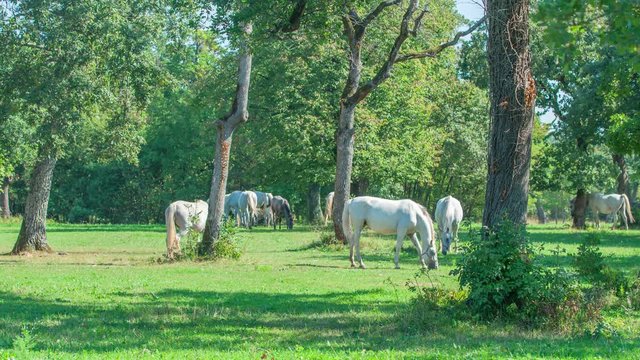 A nice view of white horses eating grass on a beautiful green meadow at Lipica resort.