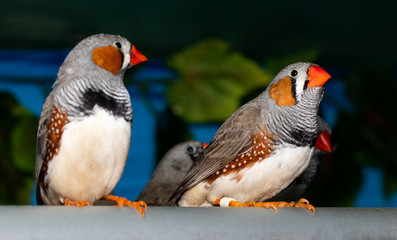 Beautiful bird, Zebra Finch (Taeniopygia guttata) perching on a branch