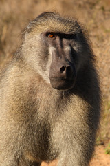 Bärenpavian / Chacma Baboon / Papio ursinus.