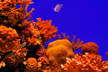 aquatic life