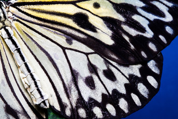 Butterfly wing texture, close up of detail of butterfly wing for background