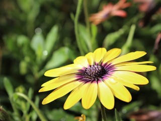 Yellow flower