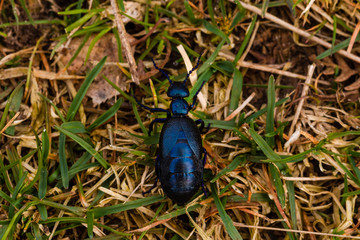 Schwarzblauer Ölkäfer im Gras Draufsicht