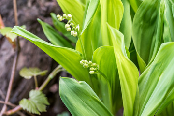 Blooming of Convallaria Majalis Lily of the valley in the garden in the spring time after snow melt ready to bloom selective focus
