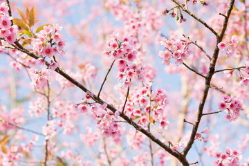 Fototapeta na wymiar Close up of sakura flower , cherry blossom, as a background with copy space with pastel tone