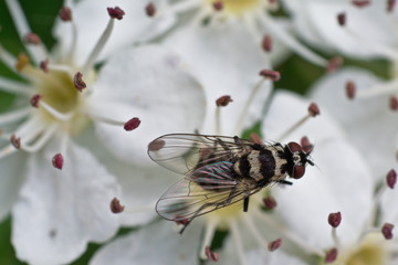 Fly