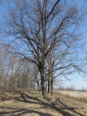 tree in the park