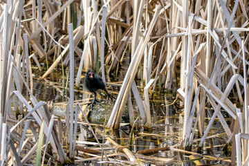 Young moorhen duckling stretching a leg and standing amongst marsh reeds on a floating wooden log