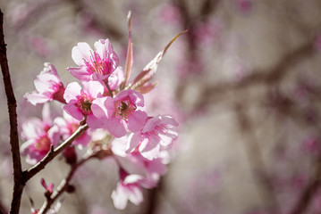 Wooden brown needles for use and a natural backdrop cherry blossom pink. The beauty of nature The area for doing work.