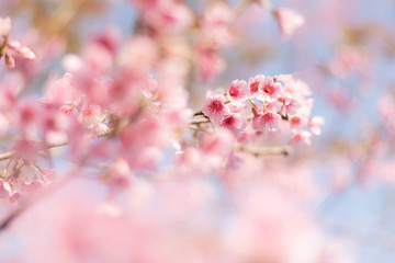 Close up of sakura flower , cherry blossom, as a background with copy space with pastel tone