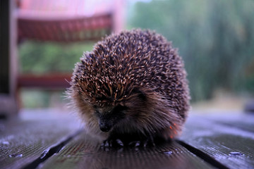 close up of hedgehog