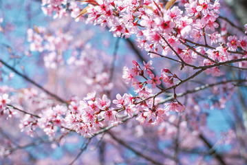 Closeup in the beauty of the cherry blossom flower nature in winter-flowering light pink.