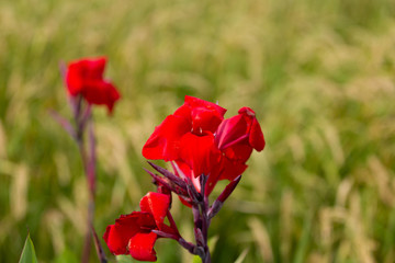 Flores mediterráneas