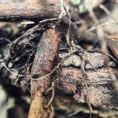 Tree bark