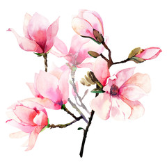 Beautiful lovely tender herbal wonderful floral summer bouquet of a pink Japanese magnolia flowers watercolor hand illustration. Perfect for textile, wallpapers, invitation, wrapping paper, phone case