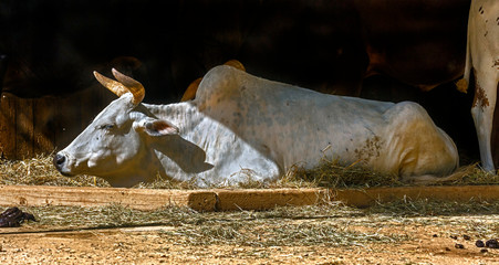 Zebu nano cow