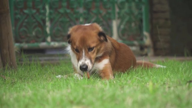 Cute dog sits in park, chewing on delicious bone