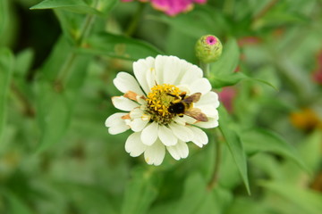 Fototapeta premium Chinese Tibet Gesang flower