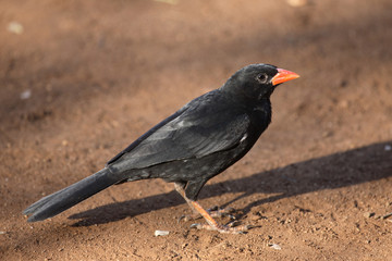 Büffelweber / Red-billed buffalo-weaver / Bubalornis niger
