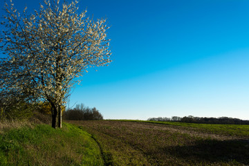 Feld mit Baum im Frühling