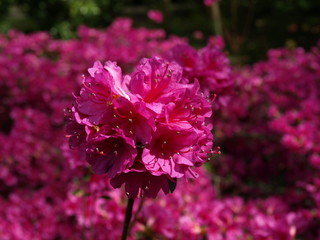Azalea azalée