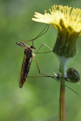 Fly