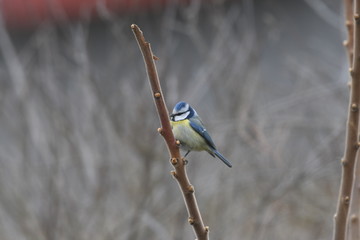 blue tit on branch